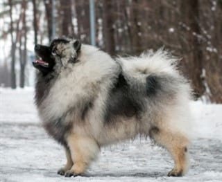 Big pomeranian best sale looking dog